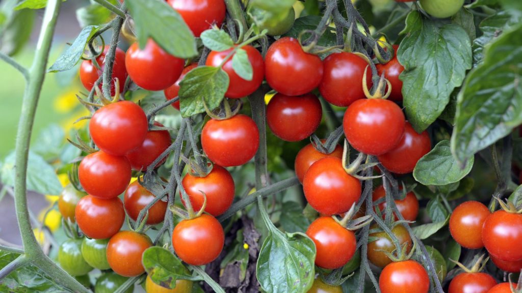 Ripe determinate tomatoes are ready to be harvested on a large tomato plant. You may choose these tomatoes if you have a container garden or smaller gardening space.