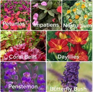 A chart showing 7 flower varieties that are recommended for attracting hummingbirds. The list includes: petunias, impatiens, nasturtium, coral bells, dallies, penstemon, and butterfly bush.