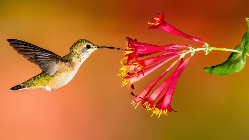 A small green hummingbird approaches a red honeysuckle flower. Honeysuckles are just one example of flowers that attract hummingbirds.
