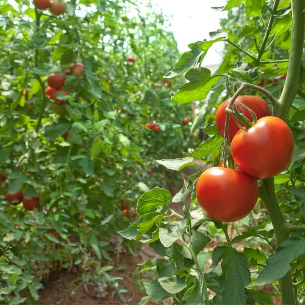 Indeterminate tomato vine with ripe fruit that's ready to be picked. Choose these tomatoes if you have plenty of space for your garden.