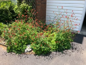 A photo of a small garden with plants of the same variety planted in clusters. This is a key trick for attracting hummingbirds.