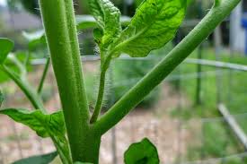 Tomato 'suckers' on a growing tomato plant