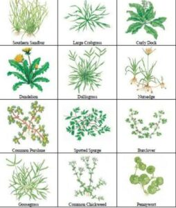 A chart listing common garden weeds to look out for when starting your produce or herb garden. The list includes southern sandbur, large crabgrass, curly dock, dandelion, dallisgrass, nutsedge, common purslane, spotted spurge, burclover, goosegrass, common chickweed, and pennywort.