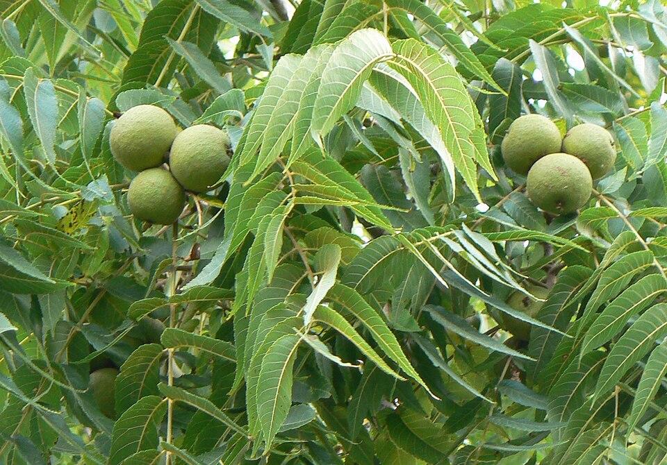 Image of a black walnut tree. Caution should be exercised when starting a produce or herb garden near these trees.