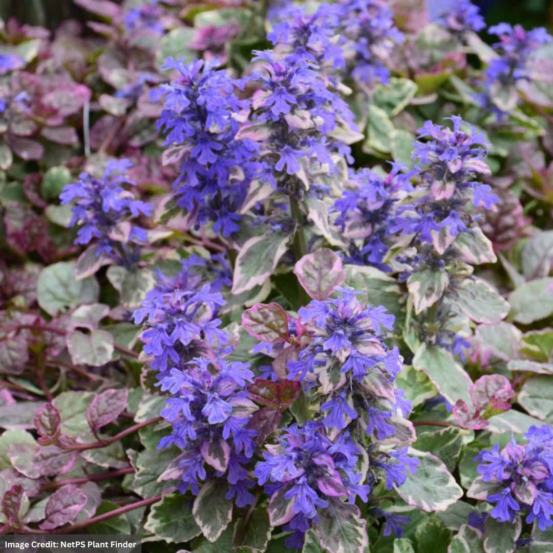 Ajuga Image An Ajuga plant is shown with small purple flowers. Ajuga is also known as Buggleweed.