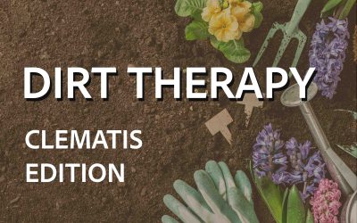 Dirt Therapy: Clematis Vine Edition