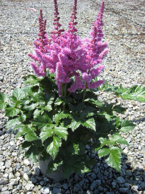 Astillbe Image A potted Astillbe plant is ready to pick up from our location. The leaves are bright green and the flowers are pink.