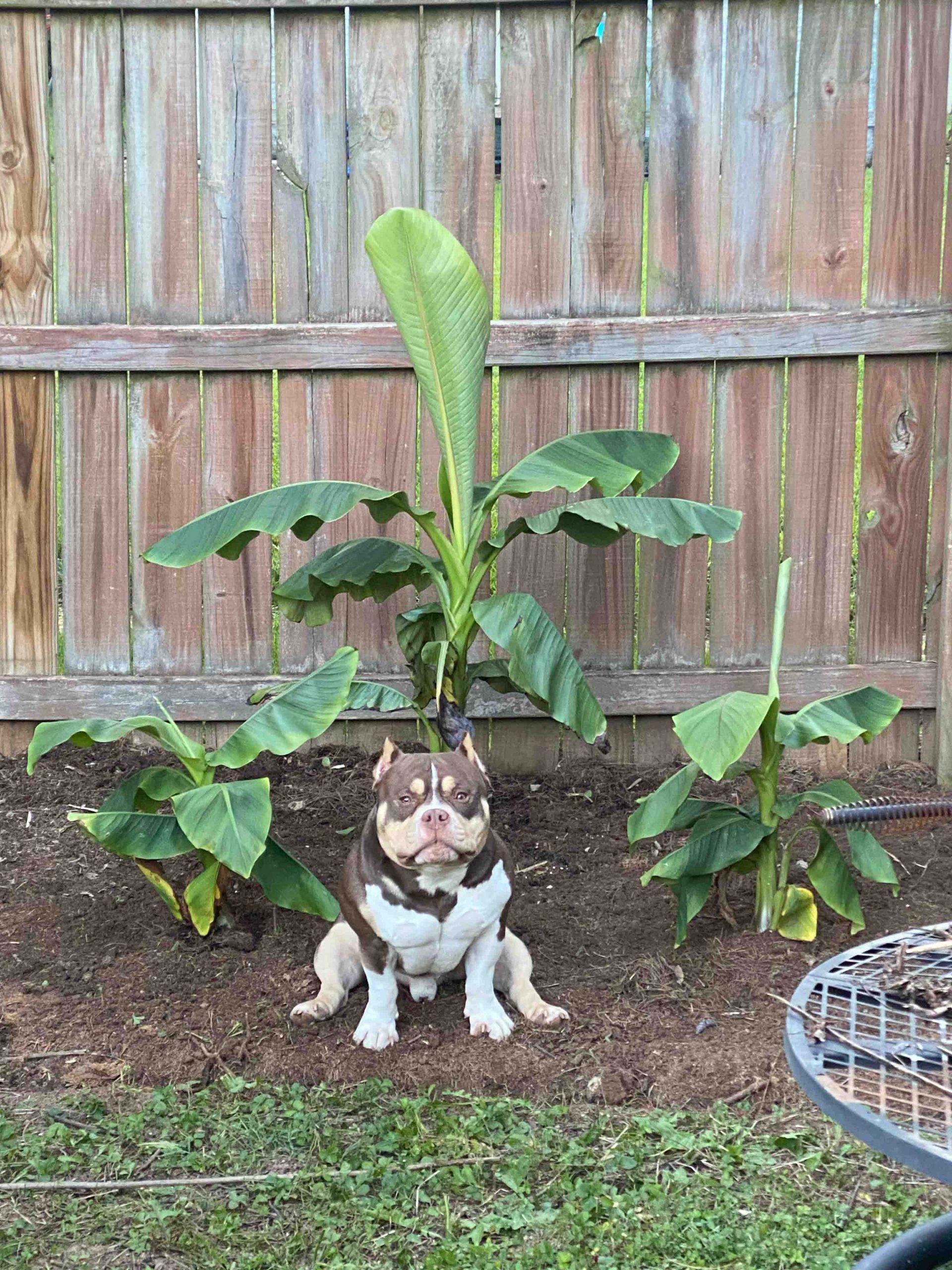 Banana Tree Image A brown and white puppy sits in front of a small banana tree. There is a wooden fence in the background. The puppy looks ready to bring on the rain.