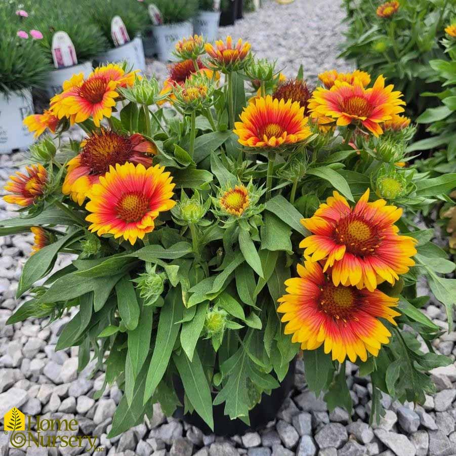 Blanket Flower Image A potted blanket flower plant sits in a flower bed. The flowers have a right red center with yellow leaves.