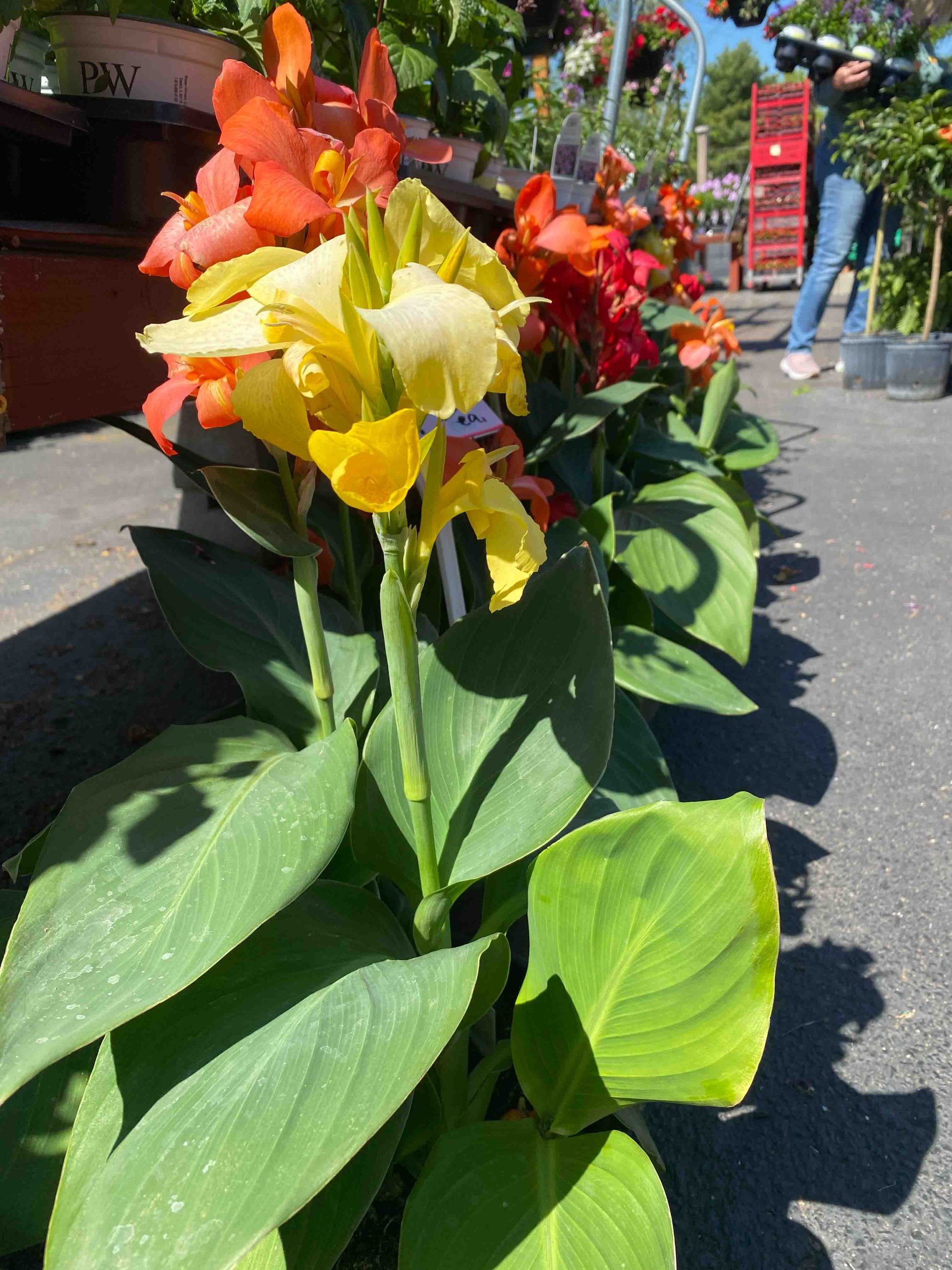 Canna Image Yellow and orange flowers blooming on a row of Canna plants