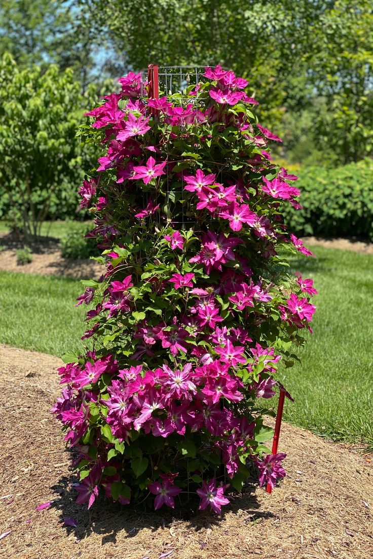 A large vine covered with bright pink clematis flowers in full bloom