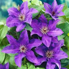 Purple clematis vine in full bloom