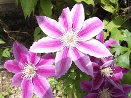 A pink and white striped clematis is in full bloom on a vine.