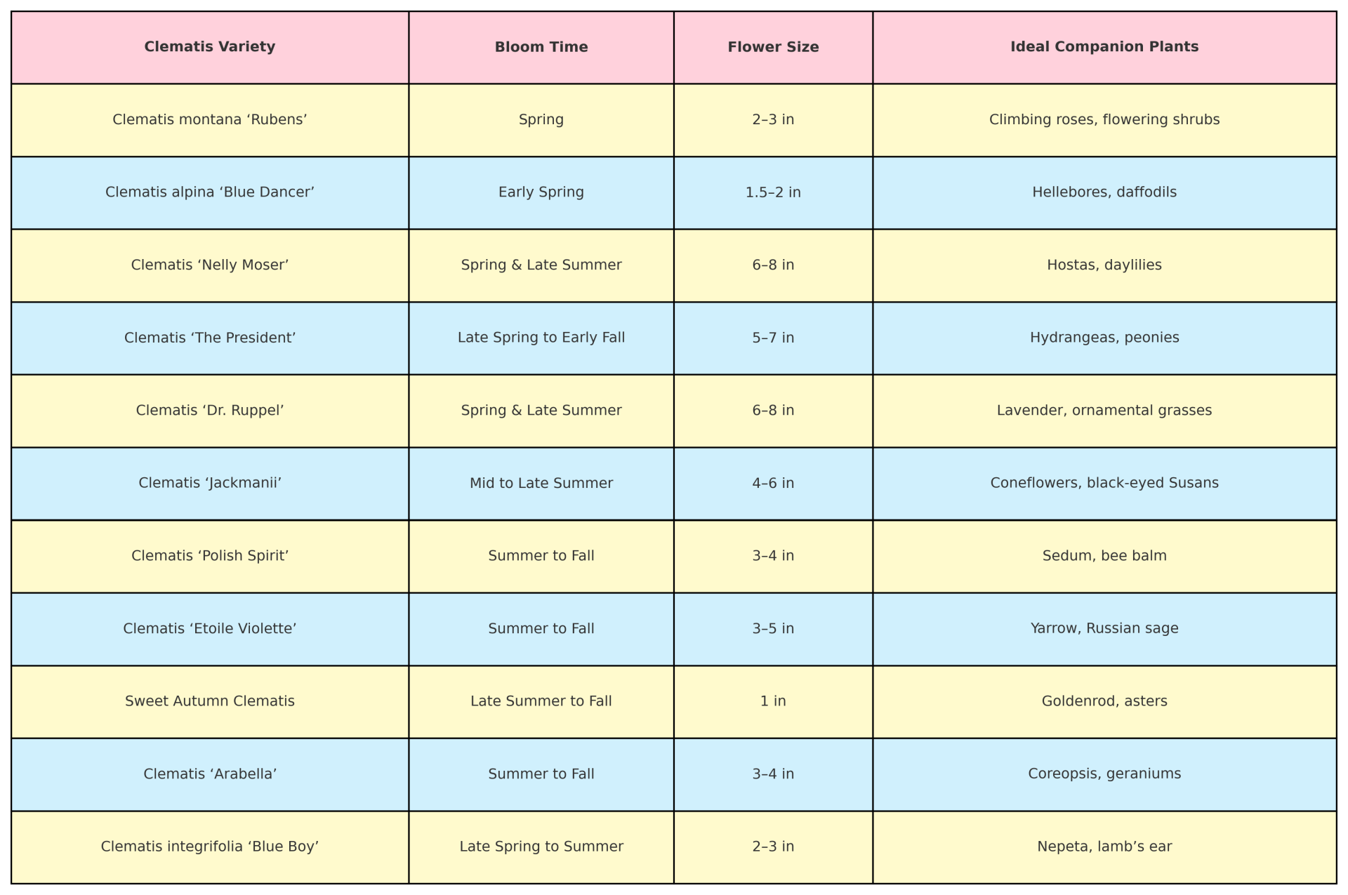 Image of a detailed table that lists clematis varieties, bloom time, flower size, and ideal companion plants.