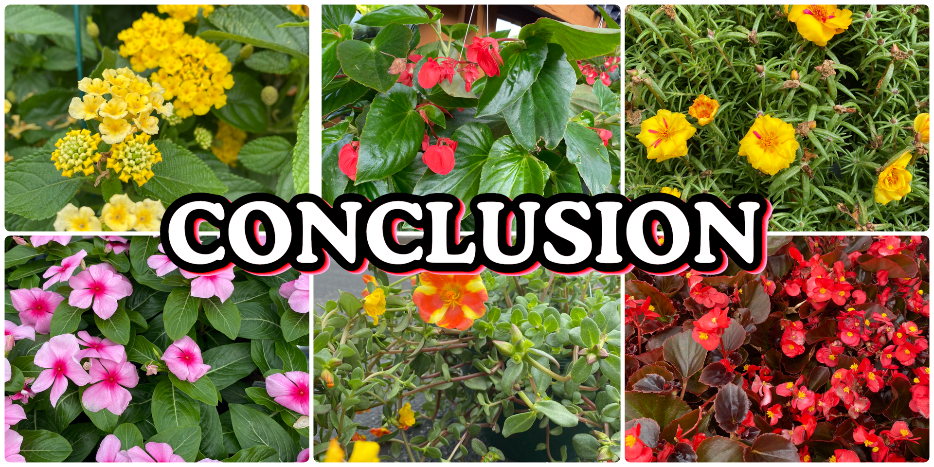 A collage of 6 photos showing a variety of heat tolerant flowers. A caption on the photo reads "Conclusion"