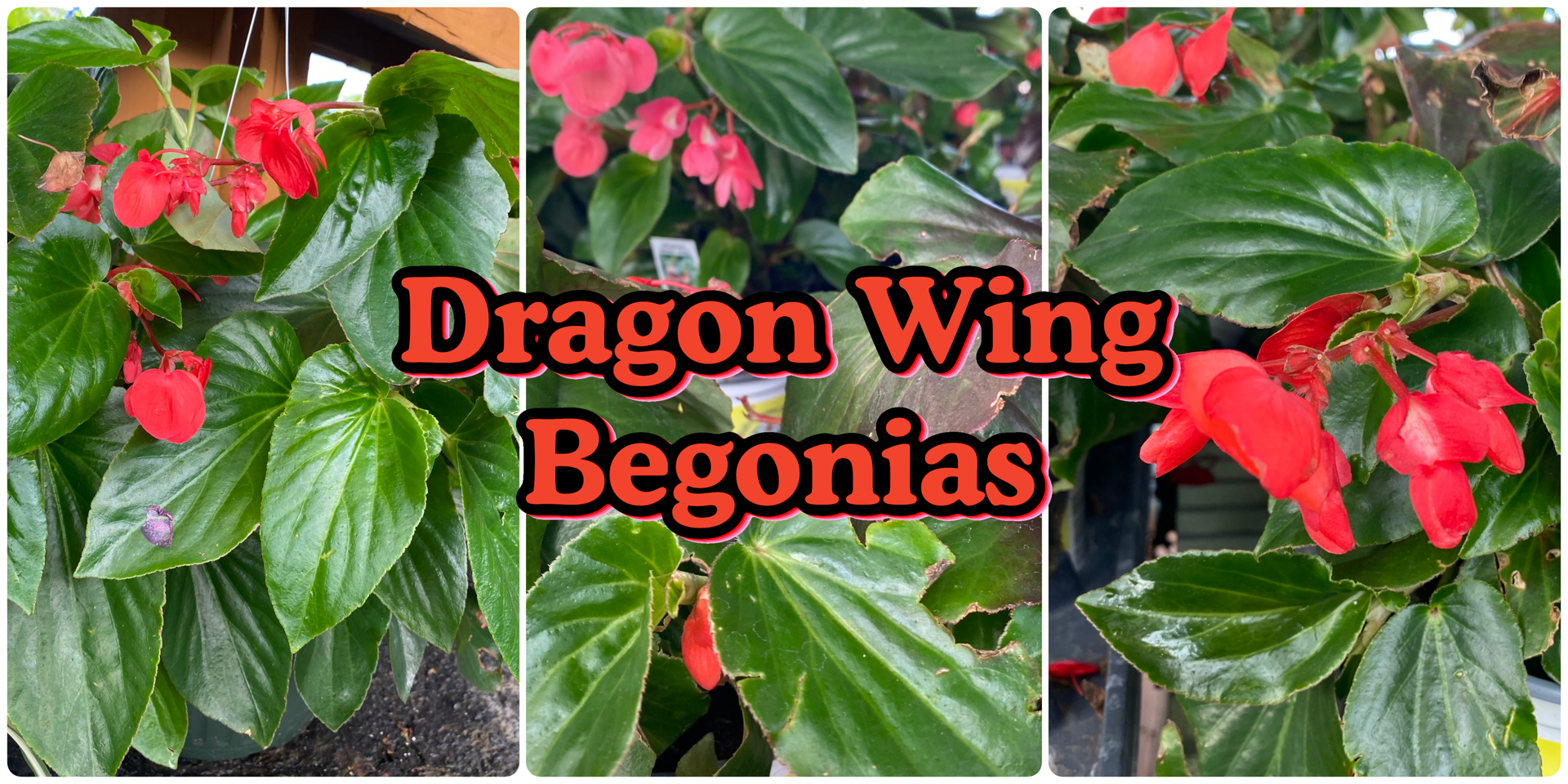 A collection of 3 images showing dragon wing begonias