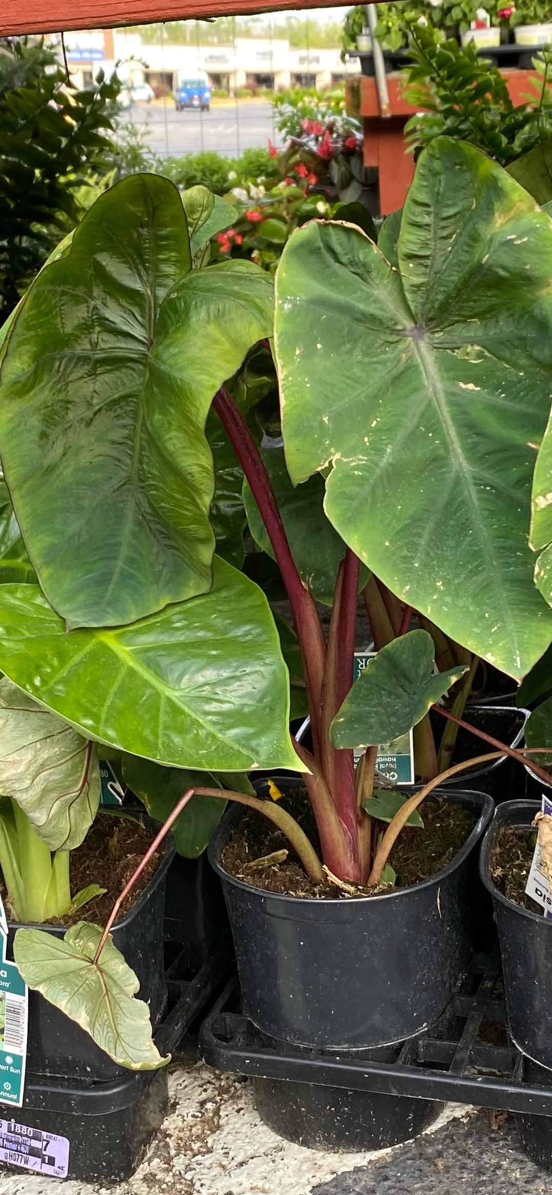 Elephant Ears Image A close up photo of an Elephant Ears potted plant. Elephant Ears are also known as Colocasia & Alocasia