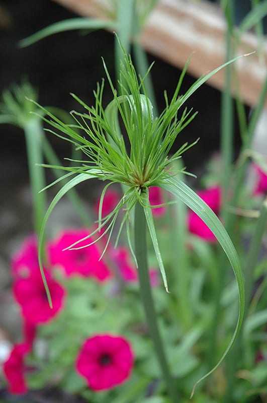 King Tut Plant A close up photo of the King Tut plant. This plant is also known as an Egyptian Papyrus.