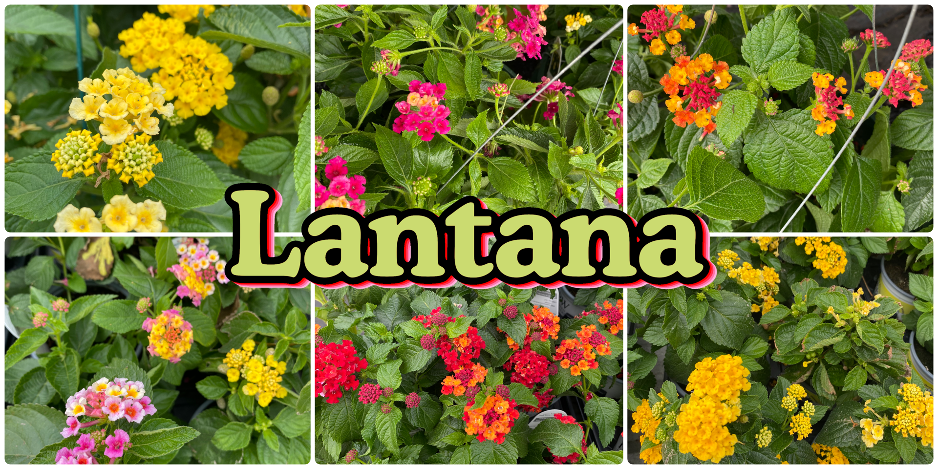 A group of 6 images showing various lantana flowers. The caption reads "Lantana"