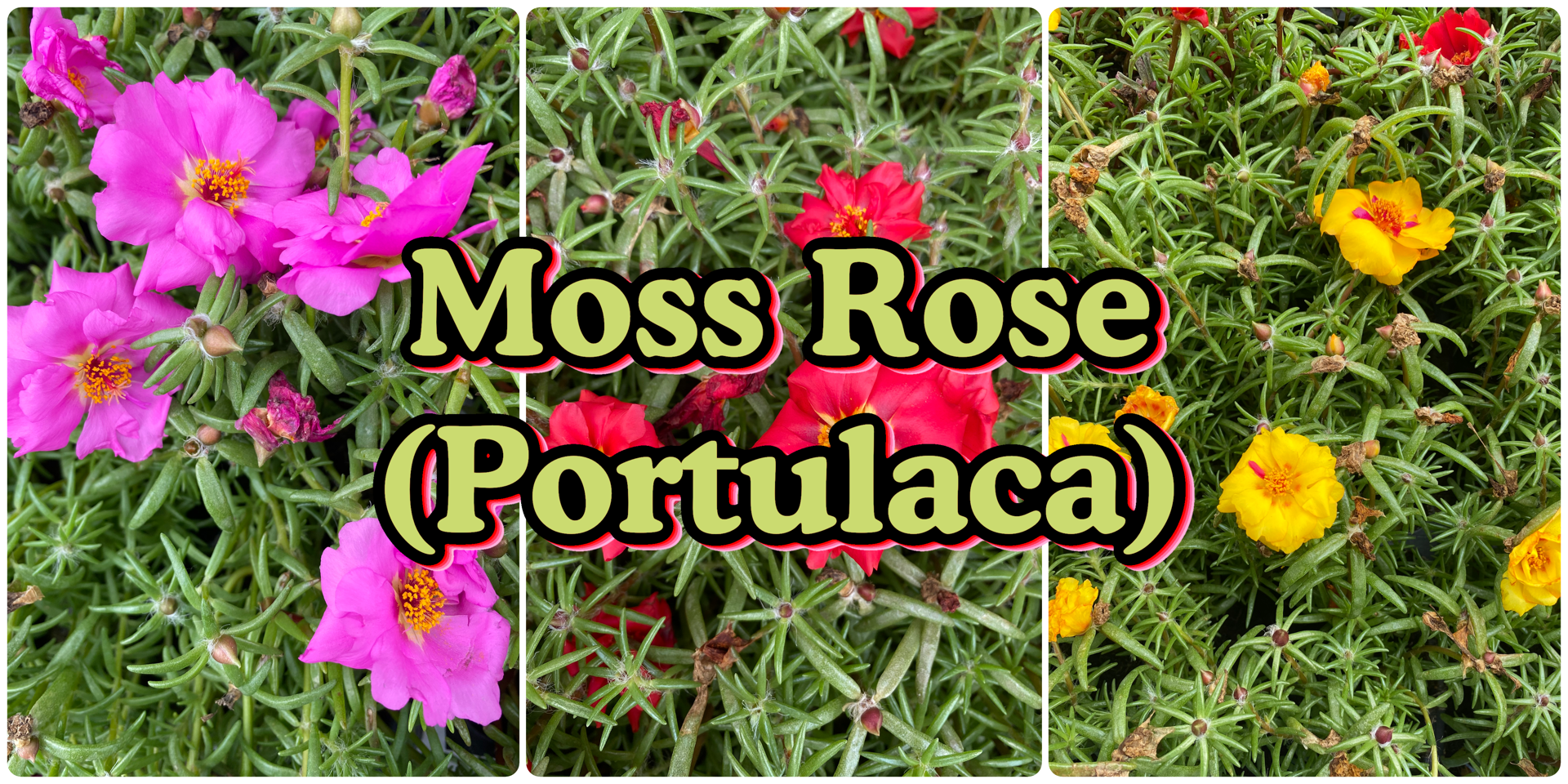 Three images in a collage that show Moss Rose (portulaca) flowers that are yellow, red, and pink