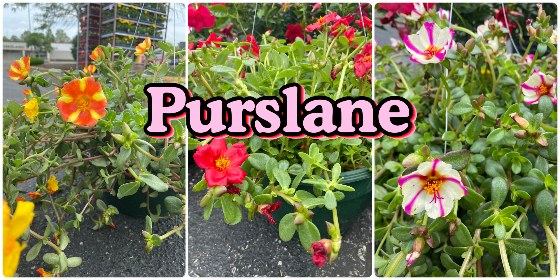 Three images in a collection that show Purslane flowers in a variety of colors