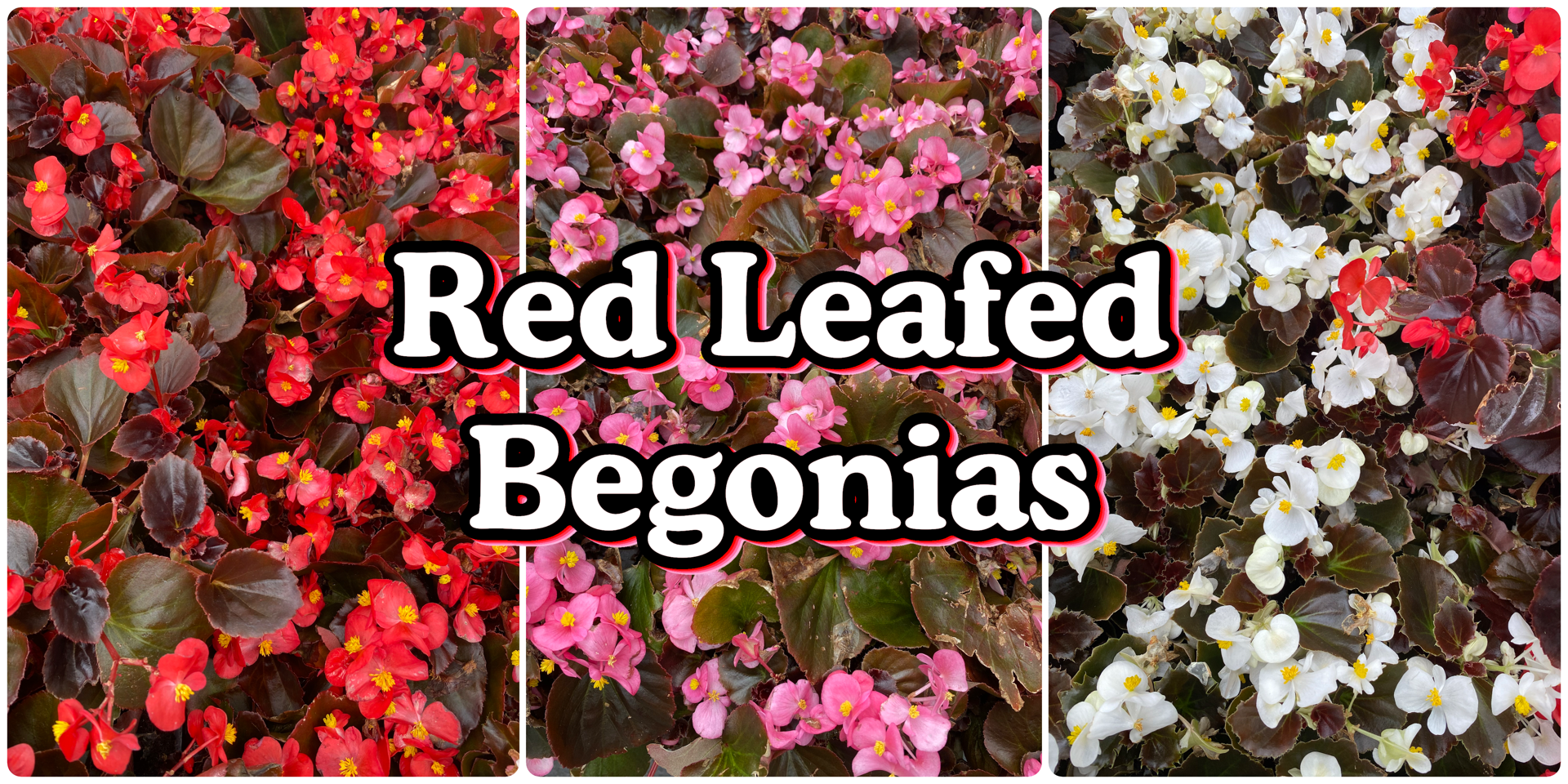 A collection of 3 images showing red, white, and pink red leaf begonias