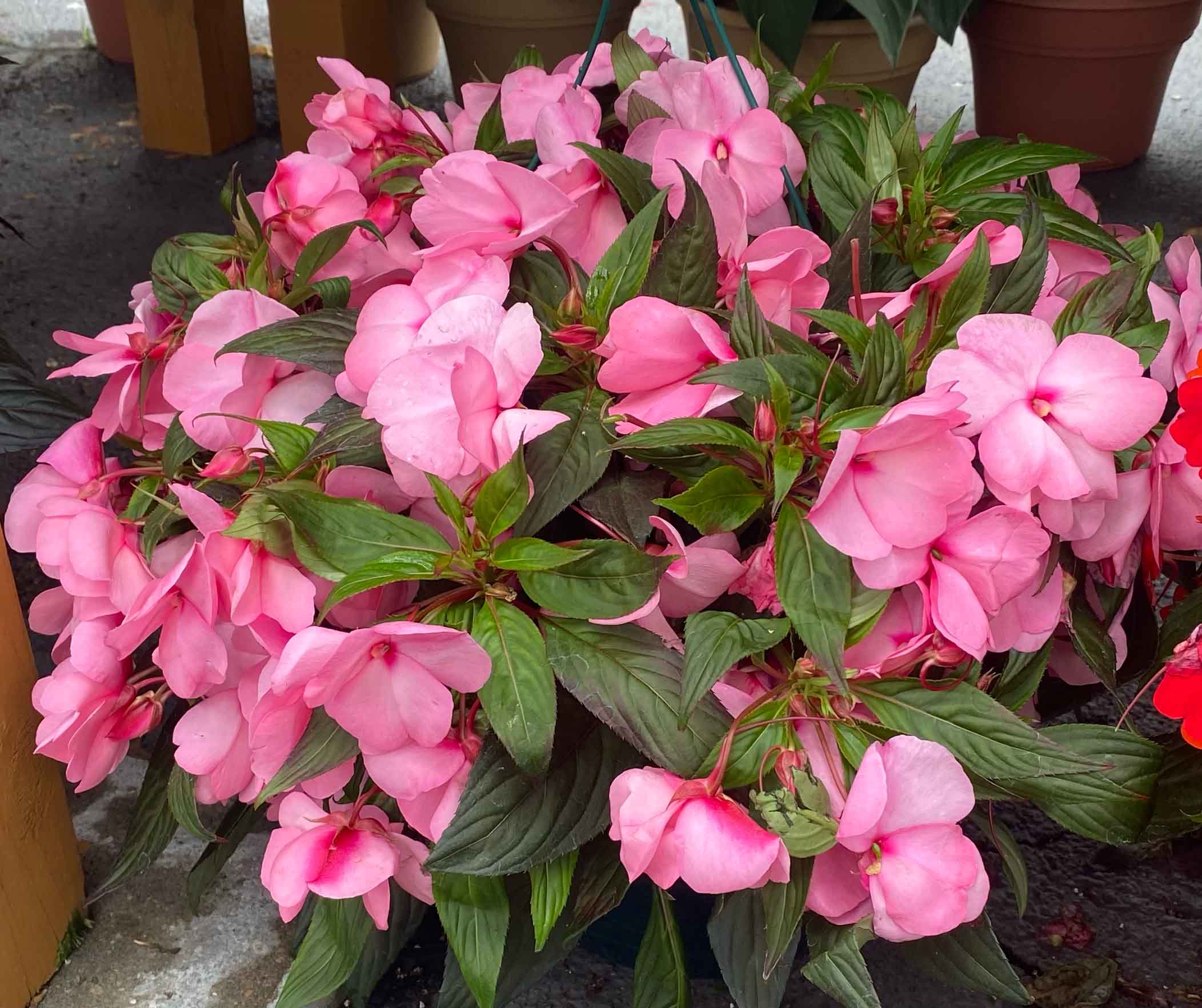 SunPatien Image Bright pink SunPatien flowers in a flower pot
