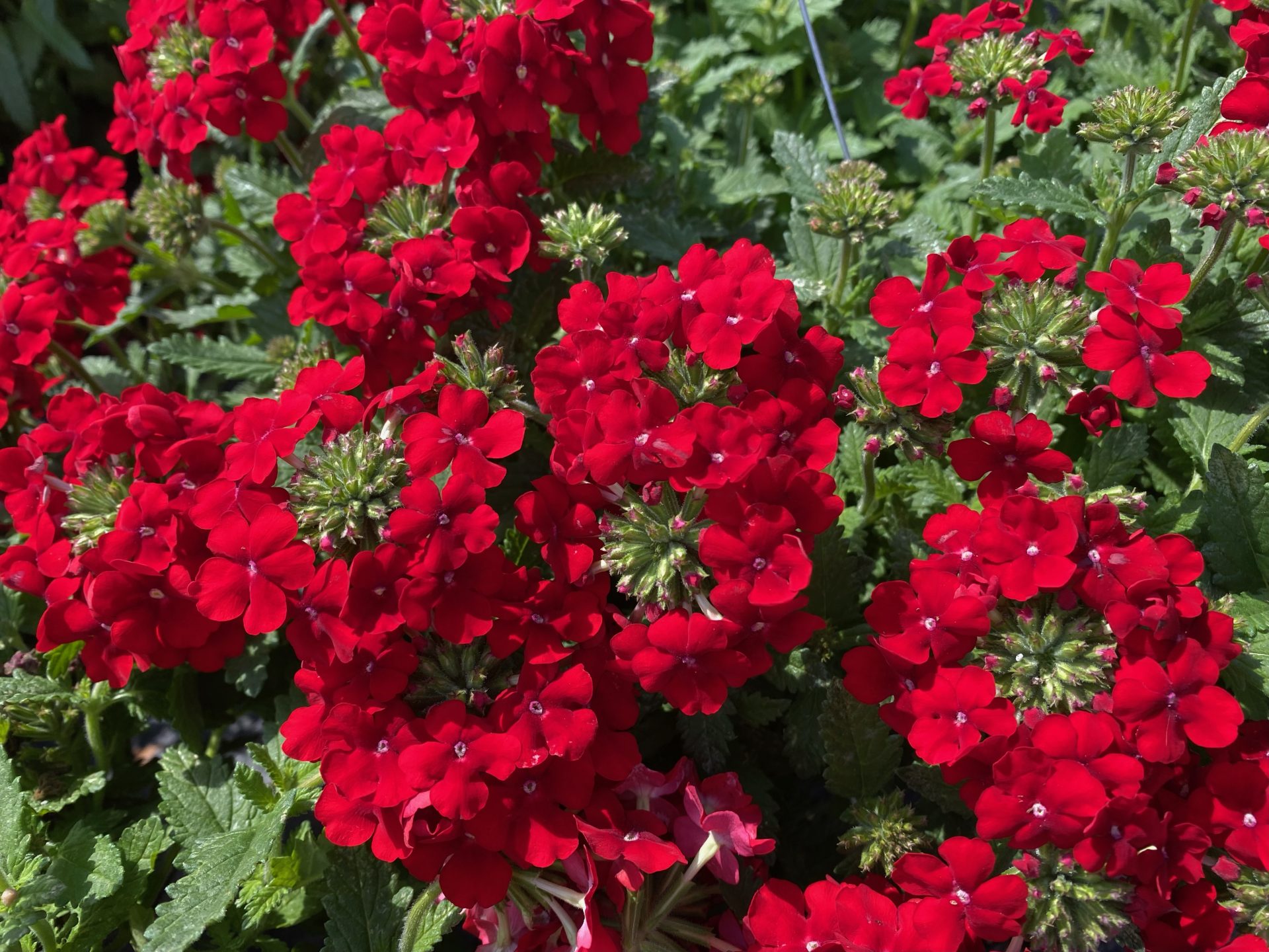 Verbena Plant Vibrant red Verbenas are in full bloom with dark green foliage in the background. These are our bring on the rain plant #2