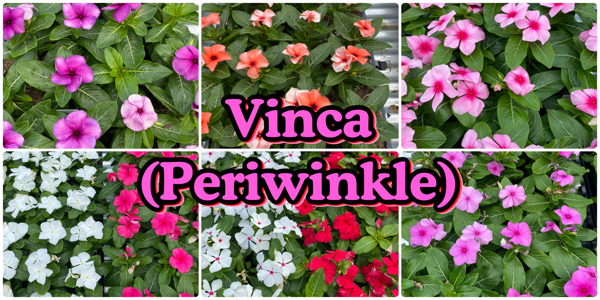 A group of 6 images showing various pink and white flowers. The caption reads "Vinca (Periwinkle)"