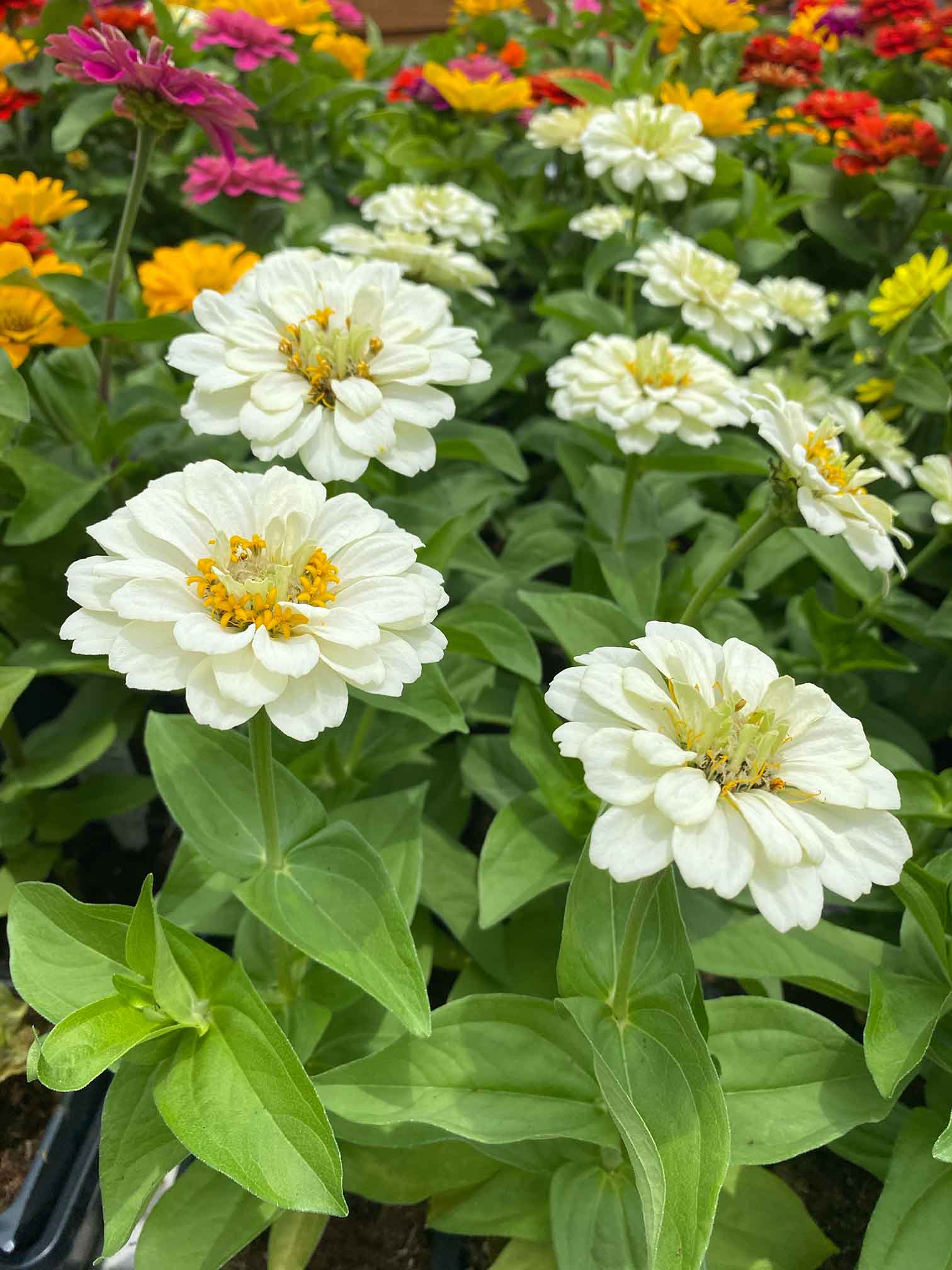 Zinnia-healthy 1 Closeup shot of zinnias on display at Sunshine Grow Shop. The flowers in the foreground are white. There are yellow, orange, and red flowers in the background.