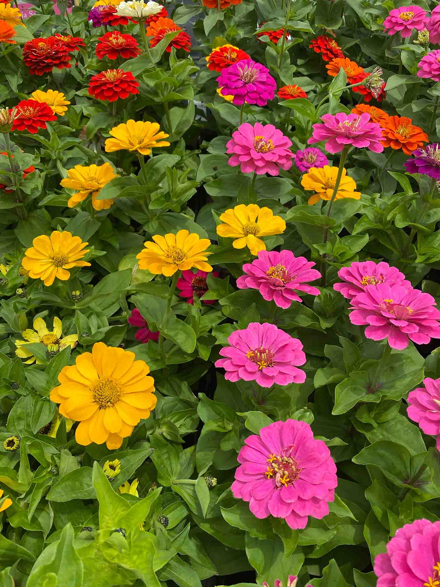 Zinnia-healthy 2 Featured image for Dirt Therapy: Zinnia Edition. Picture of a garden full of zinnias. The blooms are yellow, orange, and pink.