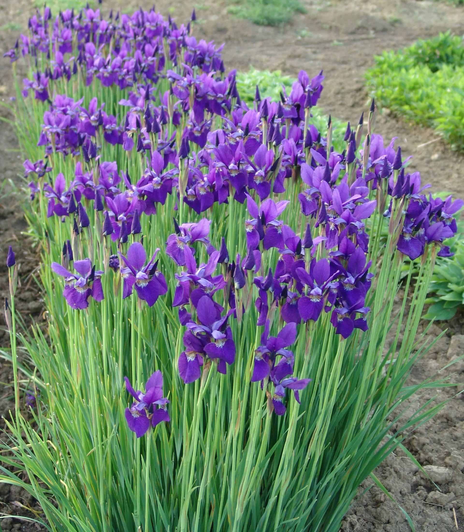 Siberian Iris A purple Siberian Iris plant is in full bloom