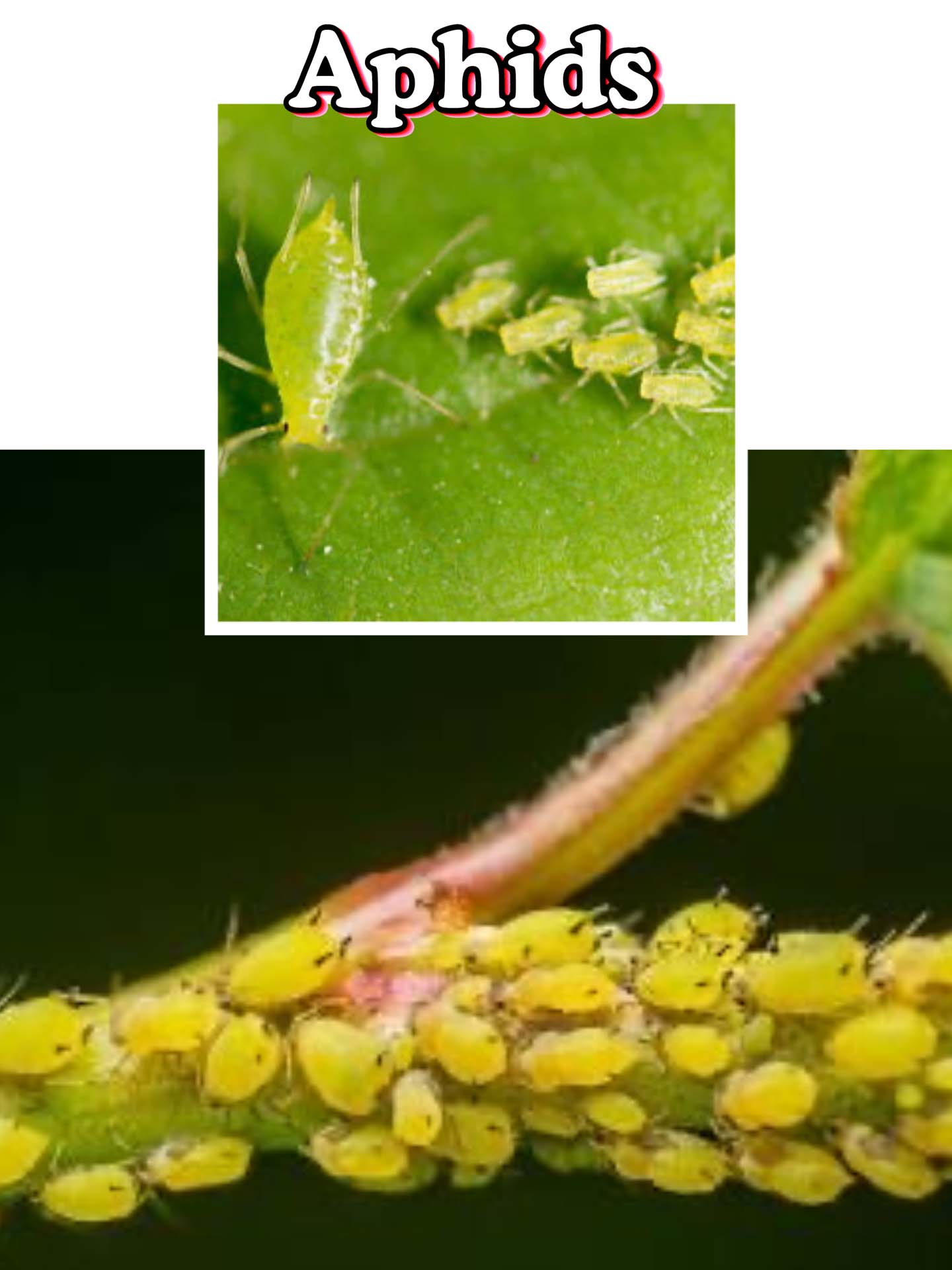 Image of aphids on the stem of a lily