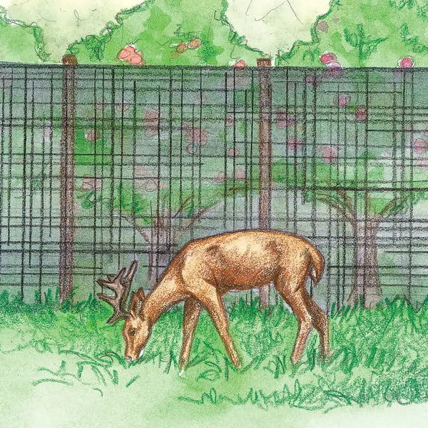 Deer Deterant Physical Barrier An artists illustration of a physical barrier that could be used to make garden plants deer resistant. A deer is grazing in the foreground with a metal fence behind it. There are flowering plants enclosed in the fenced area.