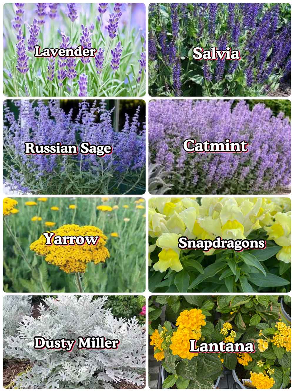 Deer Resistant Flowers A collage of 8 deer resistant garden options. The plants shown are: Lavender, Salvia, Russian Sage, Catmint, Yarrow, Snapdragon, Dusty Miller, and Lantana.