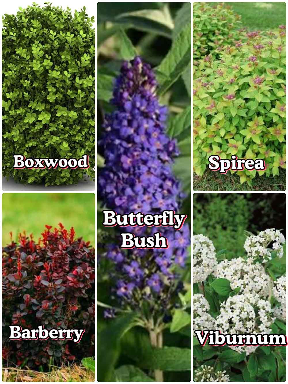 Deer Resistant Shrubs A collage of 6 deer resistant garden options. Plants depicted are as follows: Boxwood, Butterfly Bush, Barberry, Spirea, and Viburnum.