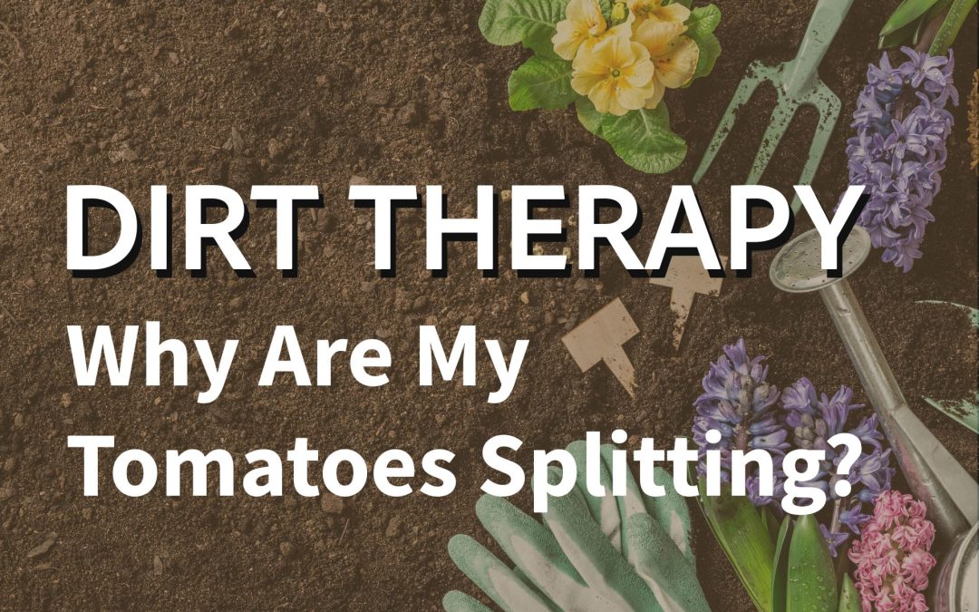 Dirt Therapy: Why Are My Tomatoes Splitting