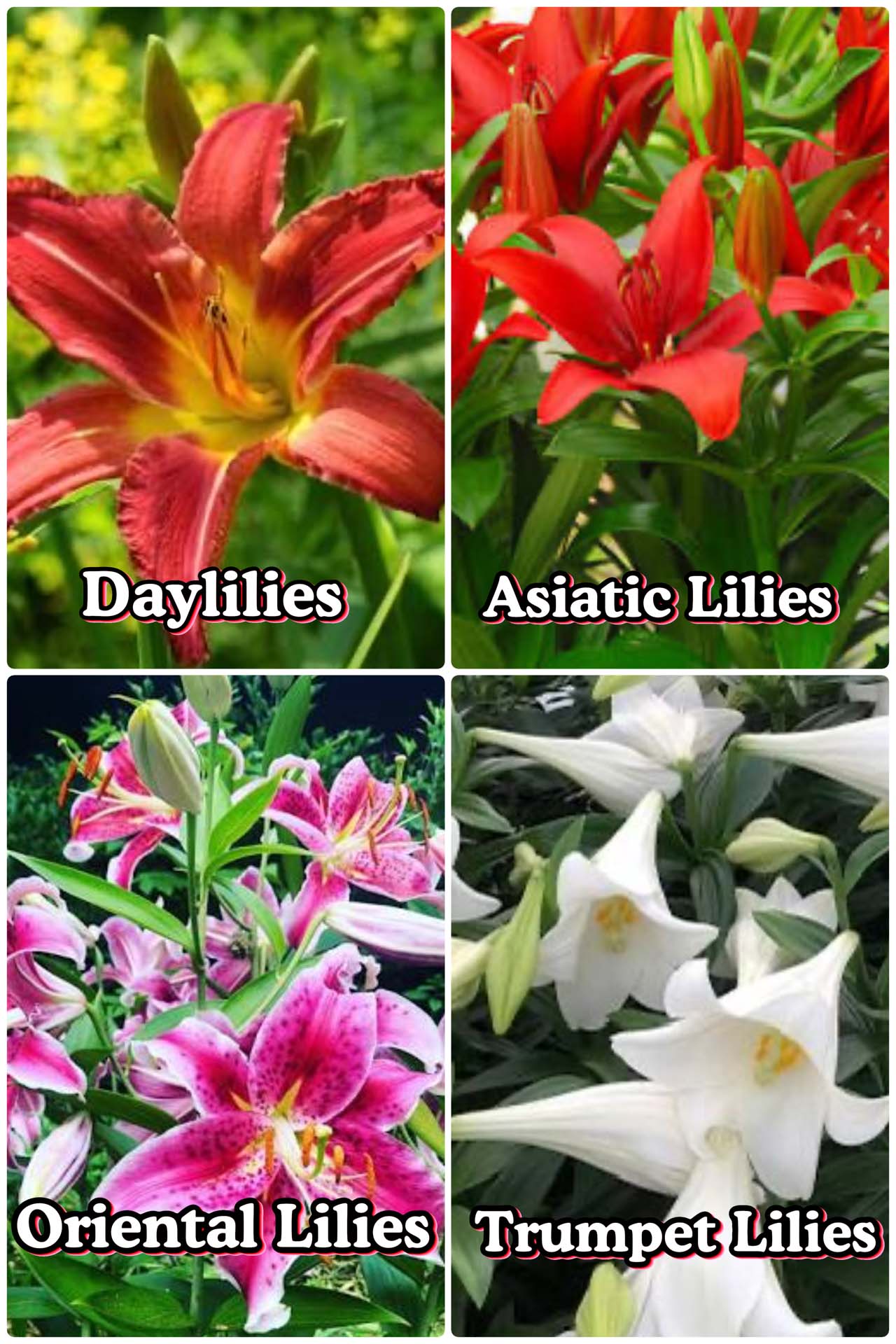 A grid of four images. Each image features a different type of Lily. Clockwise from the upper left corner, the featured Lilies are: Day Lilies, Asiatic Lilies, Trumpet Lilies, and Oriental Lilies.