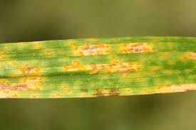 A close-up shot of a daylily leaf with 'lily-rust' on it. The leaf has clusters of yellow and orange spots.