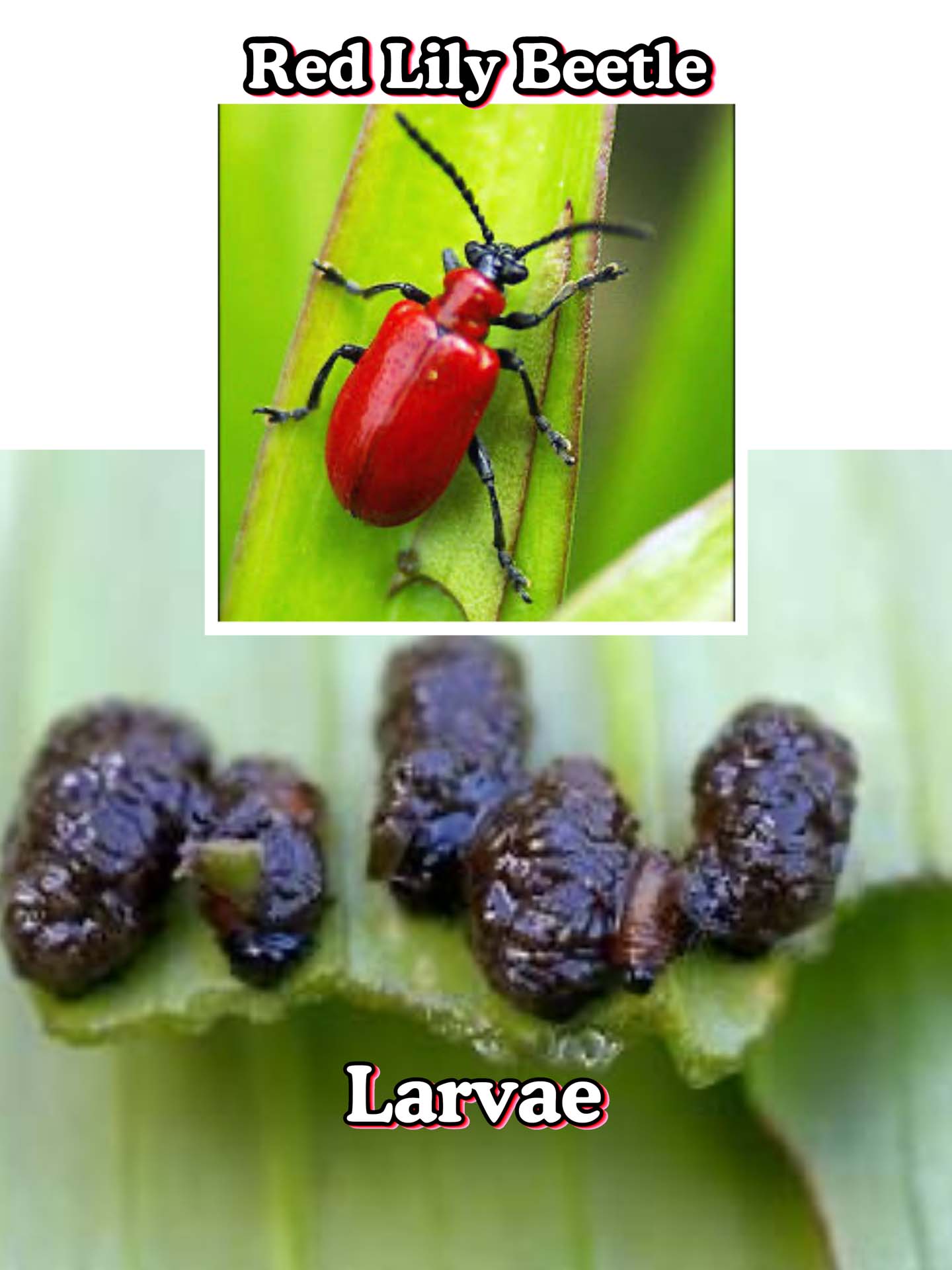 A closeup image of a Red Lily Beetle and of Red Lily Beetle larvae.