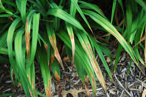An image showing 'scorch' on the leaves of daylily plants